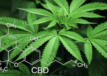 How Do You Start a CBD Business?