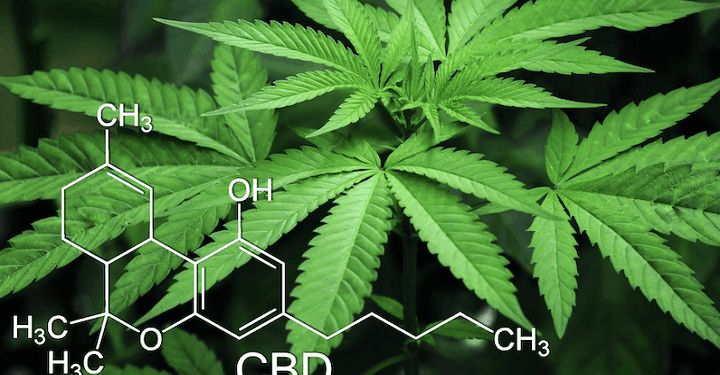 How Do You Start a CBD Business?