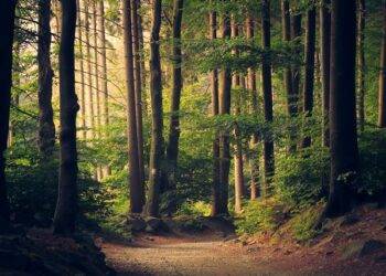 How nature can drastically improve your mental health