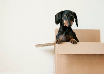 Navigating the Road to a Smooth Move: A Practical Guide to Moving Home with Pets – Safe Ship Moving Services