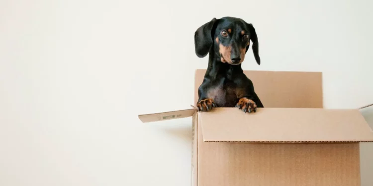 Navigating the Road to a Smooth Move: A Practical Guide to Moving Home with Pets – Safe Ship Moving Services