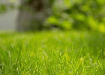 A Guide to Identifying Common Grass Types