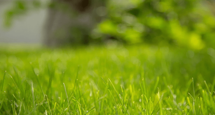 A Guide to Identifying Common Grass Types